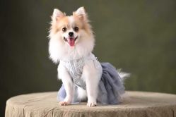 -雪中彩影婚纱摄影·品控旗舰店