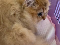 -瑞派康怡24h宠物医院·犬猫医疗中心·微创绝育(瑞景分院)
