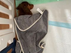 -翊宠yipet猫狗购宠庄园犬舍•猫舍