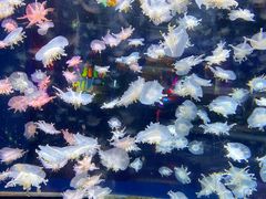 -太平洋海底世界