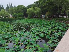 -沙家浜风景区