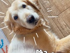 -百好乐宠物友好餐厅(朝外大街店)