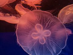 -青岛海底世界-水族馆
