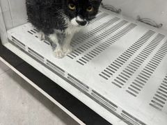 -瑞鹏宠物医院·超声·骨科·奇麟分院(蜀都万达店)