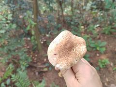 -黔灵山公园