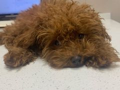 -瑞鹏宠物医院·爱宠堂·骨外专科(西荷分院)