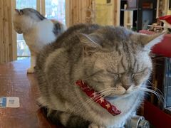-猫色咖啡·猫咖