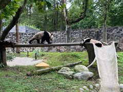 -都江堰中华大熊猫苑