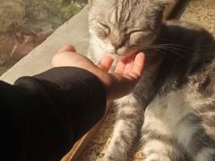 -more than meow吴止猫主题餐厅(承德 中船汇店)