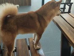 -柴源莊·柴小宠柴犬咖啡