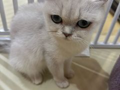 -三花喵·撸猫购宠·宠物生活馆(虹桥南丰城店)