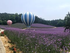 -大塘金香草谷
