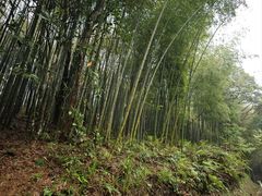 -广州市石门国家森林公园