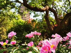 -玲珑塔公园