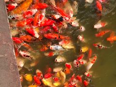 -松山湖梦幻百花洲