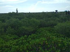 -北海金海湾红树林生态旅游区