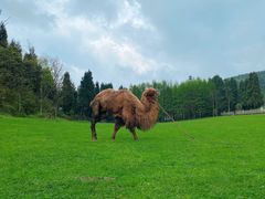 -武陵山森林公园