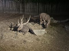 -清迈夜间动物园