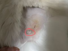 -创凡宠物医院·骨专科  猫科中心(西乡分院)