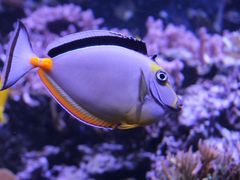 -西雅图水族馆