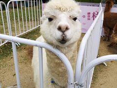 -金鸡湖桃花岛