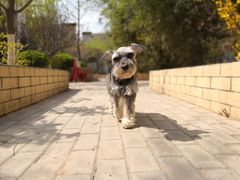 -欧奕国际动物医院