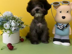 -翊宠yipet猫狗购宠庄园犬舍•猫舍