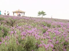 -大塘金香草谷