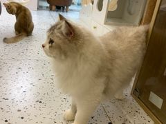 -猫域·湾主题猫咖·宠物吧(南坪城市广场店)