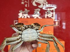 -阳澄湖大闸蟹·琼灵阁牌品牌连锁(吴中总店)