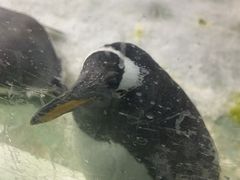 -大连圣亚海洋世界