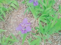 -森林公园(尖草坪区)