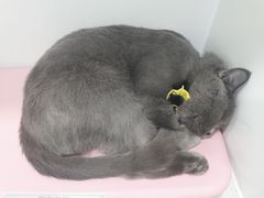 -佳雯宠物医院·皮肤科·内外科(春晓路分院)