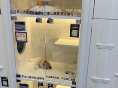-小猫来了·猫舍(红山六九七九店)