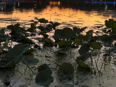 -南翔镇银翔湖公园