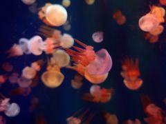 -成都浩海立方海洋公园