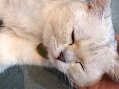 -喵屿·大理花园猫咖