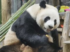 -栾川竹海野生动物园