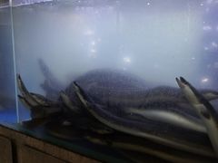 -本炙炭烤·蒲烧活鳗料理店(金沙洲店)