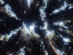 -武陵山森林公园