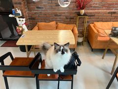 -豆逗聊愈猫阁Easy Life