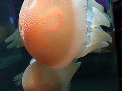 -悉尼海洋生物水族馆