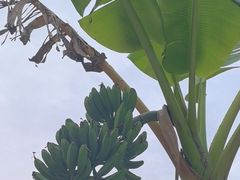 -云溪植物园