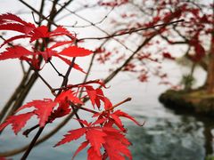 -浙江西子宾馆·瑶园咖啡厅