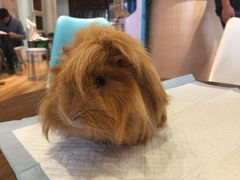 -藦茜花园宠物主题亲子互动体验馆(国顺东路店)