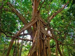 -中国科学院西双版纳热带植物园