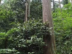 -天目山大树王景区