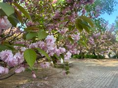 -长白岛森林公园