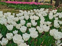 -上海鲜花港