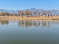 -野鸭湖国家湿地公园